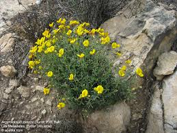 Image result for Argyrolobium rupestre