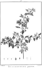 Image result for Prismatocarpus cordifolius