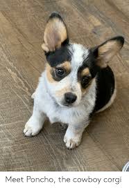 They are a mix of red heeler and corgi. Meet Poncho The Cowboy Corgi Corgi Meme On Me Me