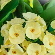 Almost all sedums are easy to care for and s. Euphorbia Yellow Succulent Plant Nestreeo Com