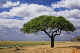 Image result for Acacia tortilis