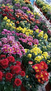 Shoutout to sungai buloh collective (forte7, gerilla gang, @txhanxn & aidy.ad) for making this those who want to buy new plants collection , you can visit in sungai buloh, the nursery garden. About Us Delima Tani M Sdn Bhd