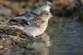 طائر التفاحي جميع المعلومات حوله تربية انتاج تغدية طيور العرب Beautiful Birds Animals Birds