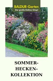 Sommer Hecken Kollektion Top Qualitat Kaufen Baldur Garten In 2020 Hecke Blutenhecke Garten