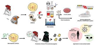 Japanese association for animal cell technology. Frontiers Recent Advances In The Application Of Crispr Cas9 Gene Editing System In Poultry Species Genetics