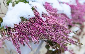 Con le loro fioriture invernali generose e coloratissime, i ciclamini rendono l'inverno molto più allegro. 10 Piante Resistenti Al Freddo Che Fioriscono In Inverno