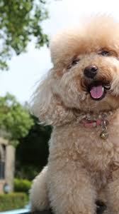 The pomeranian (also known as a pom or pom pom) is closely related to the german spitz. Toy Poodle Puppies For Sale Near Me Tiny Toy Poodle Breeders Toy Poodle Puppies Poodle Puppy Poodle Puppies For Sale
