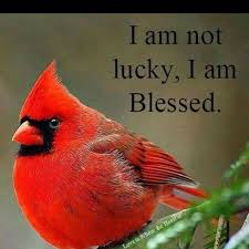 Many pet owners consider their cats, dogs, birds, and other animals to be as much a part of the family as any other living being residing in their household. I Am Not Lucky I Am Blessed Bird Quotes Beautiful Birds Red Birds