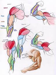 The deltoid muscle is the muscle forming the rounded contour of the human shoulder. Muscle Reference Arm By Kira Animerawr Fur Affinity Dot Net