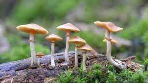 Magic Mushrooms Are The Safest Recreational Drug Finds Study Hindustan Times