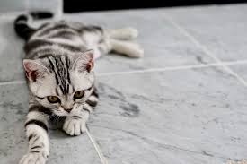 2) retrieve pill from floor and cat from behind sofa. Get The Cat Medicine You Need From A Local Vet