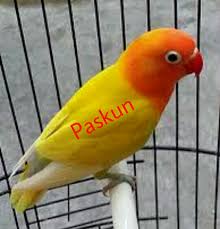 We did not find results for: Paling Bagus 13 Gambar Burung Lovebird Paskun Gani Gambar