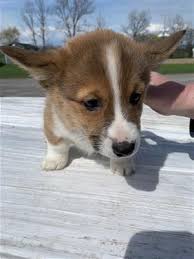 If you are unable to find your pembroke welsh corgi puppy in our puppy for sale or dog for sale sections, please consider looking thru thousands of pembroke welsh corgi dogs for adoption. Puppies And Dogs For Sale Pets Classifieds Syracuse Com