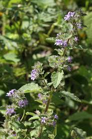 Image result for Mesosphaerum pectinatum