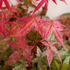 Start date jun 6, 2018; Buy Japanese Maple Beni Maiko Acer Palmatum Beni Maiko 34 99 Delivery By Crocus