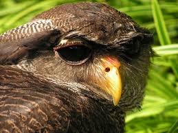 Birds Of Prey Wikipedia Indonesia Bubo Sumatranus Barred Eagle Owl Barred Eagle Owl Wikipedia Owl Owl Species Owl Photos