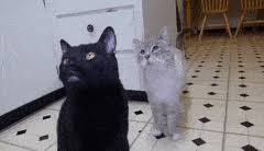 Sylvester cash, simply referred to as sylvester, was the main protagonist and occasional antagonist of steve cash's youtube series talking kitty cat, in which he has appeared in all episodes since it's debut in 2008. Top 20 Claggle Gifs Find The Best Gif On Gfycat
