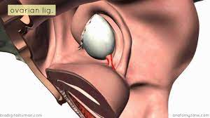 introduction to female reproductive anatomy part 2 ligaments 3d anatomy tutorial female reproductive anatomy anatomy tutorial anatomy