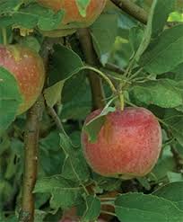 One of the spring orchard care tasks every fruit grower should tackle is spraying your fruit trees, this will your trees up for a successful harvest. Yard And Garden Spring Care For Fruit Trees News