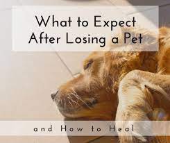 Following a loss of a pet, symptoms of acute grief can last anywhere from one to two months, and on average, grief can persist for a full year. The Stages Of Grief When Losing A Dog Pethelpful