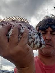 What type of fish is this in south Florida?