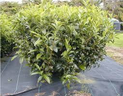 We did not find results for: Grow Black Tea In Your Garden Finegardening