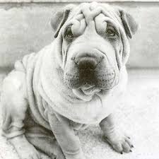 Chinese Shar Pei Dog Breed Information Games rated rp to m by the esrb. chinese shar pei dog breed information