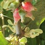 Image result for Erianthemum dregei