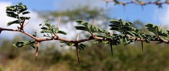Image result for Acacia nilotica