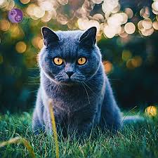 ‪Can't our cat do fine outside? Aren't they a wild animal?‬‏