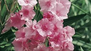 Il se présente néanmoins comme une plante toxique et l'on trouve la substance dangereuse dans toutes. Laurier Rose Conseils De Plantation Taille Et Entretien