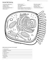 Animal and plant cells structure. Animal Cell Coloring Key