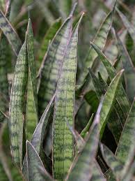 Image result for Helixanthera kirkii