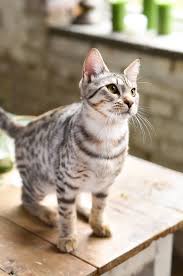 This is why high protein, high fat, and low carb diet with plenty of meat is the best choice for savannah cats. Best Food For Savannah Cats We Help You Get It Right