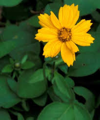 Search for publications, apply for grants, get classroom resources and more. Florida State Wildflower Coreopsis