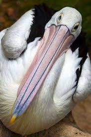 Sea Bird With Big Mouth Pelicans Pet Birds Beautiful Birds Sea Birds