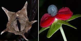 Image result for Gesneriaceae