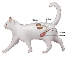 Check spelling or type a new query. Chronic Kidney Disease Cornell University College Of Veterinary Medicine