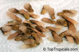 Image result for Ptaeroxylon obliquum