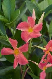 Image result for Dactyladenia