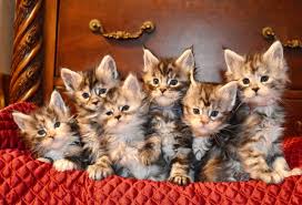 Maine characters is a cfa registered cattery, and all kittens come with registration health first! Maine Coon Breeder Washington State Williamina Maine Coons