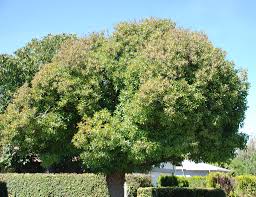 Image result for Myoporum laetum