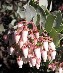 Arctostaphylos baby bear 'baby bear' manzanita. Manzanita Dave S Garden