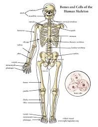 Skeletal System Color Diagram Mini Poster