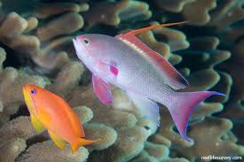 Image result for Acompsia subpunctella