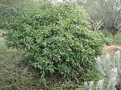 Image result for Pereskia