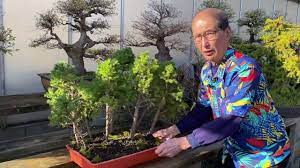 The broom style bonsai tree is a deciduous bonsai tree which is a bushy from it branching out like a mushroom. Bonsai Forest Tutorial Maple Juniper Youtube