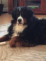 my boy diesel hunde berner sennenhund sennenhund