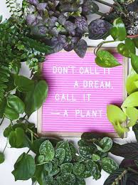 Fairytale Slavery Don T Call It A Dream Call It A Plant Houseplants In This Photo Clockwise Polka Dot Plant Hypoestes Plants Neon Pothos House Plants