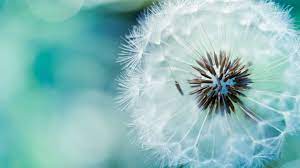 White Dandelion Flower Dandelion Flowers Plants Nature Macro White Flowers Turquoise 1080p Wa In 2020 Dandelion Wall Art Nature Photography Flowers Photography